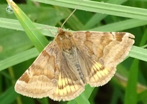 Réf. 204 787 : Euclidia glyphica